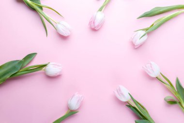 Pembe zemin üzerinde laleler kopyalama alanı ile yatıyordu