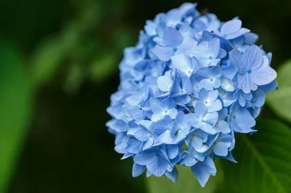 Nyáron Virágzó Kék Hydrangea Vagy Hortensia Virágok Természetes Háttér Szelektív — Stock Fotó