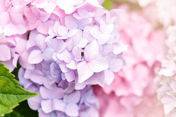 Nyáron Virágzó Rózsaszín Hydrangea Vagy Hortensia Virágok Természetes Háttér Szelektív — Stock Fotó