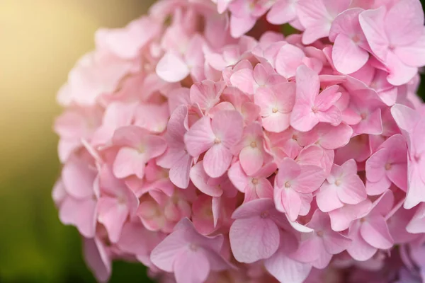 Nyáron Virágzó Rózsaszín Hydrangea Vagy Hortensia Virágok Természetes Háttér Szelektív — Stock Fotó