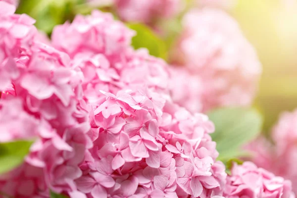 Буш Цветущих Розовых Hydrangea Гортензия Цветы Летом Естественный Фон Избирательная — стоковое фото