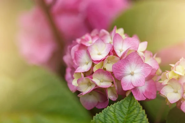Nyáron Virágzó Rózsaszín Hydrangea Vagy Hortensia Virágok Természetes Háttér Szelektív — Stock Fotó