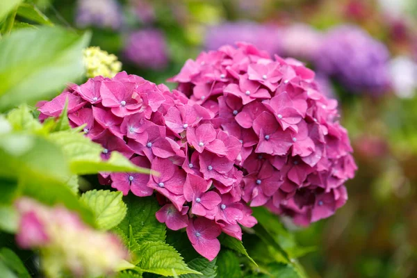 Nyáron Virágzó Rózsaszín Hydrangea Vagy Hortensia Virágok Természetes Háttér Szelektív — Stock Fotó