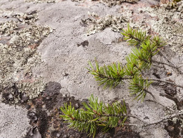 Pine branches in forest on stone — Stock Photo, Image