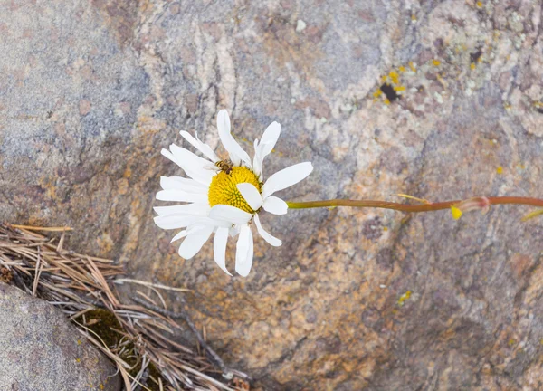 Abeja sobre una gran manzanilla blanca sobre fondo de piedra — Foto de Stock