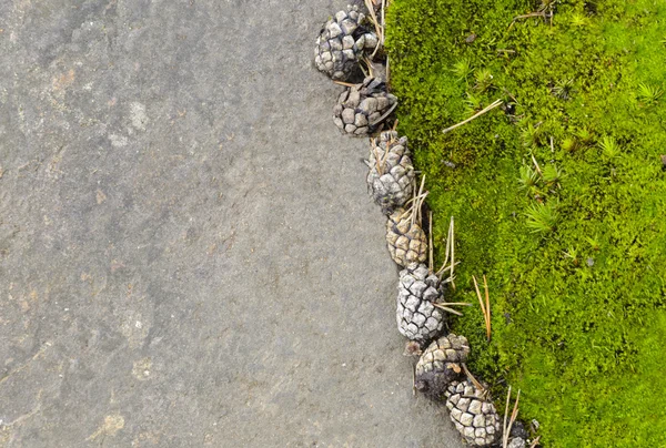 Pinecones near green moss on stone background — Stock Photo, Image