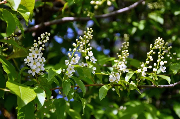 Bird-cherry tree flowers