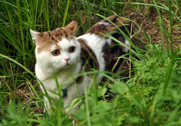 Asustado pedigrí gato con un pecho-banda — Foto de Stock