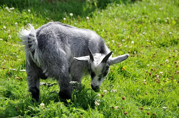 Bebek keçi alanında