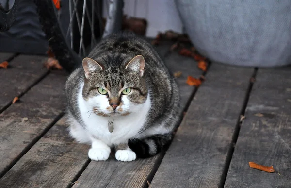 Gato de rayas grandes con un collar con etiqueta — Foto de Stock
