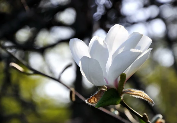 Büyük beyaz Manolya çiçek dal