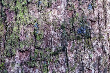 Groove ve doku ile çam ağacının kabuğu