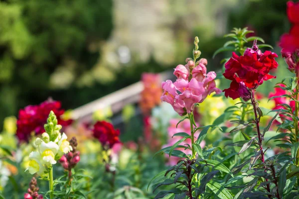 Rosa, rote und gelbe Balsamblume im Garten — Stockfoto