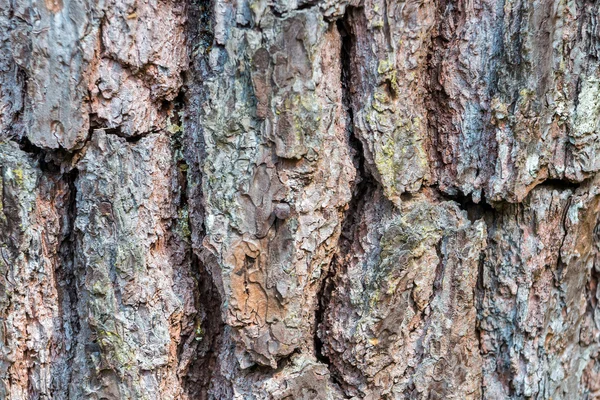 Corteccia di pino con scanalatura e consistenza — Foto Stock