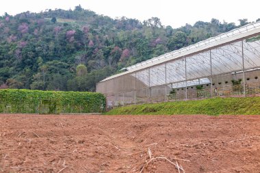 sebzeler ev ve hazırlanan arazi Bahçe Dağ