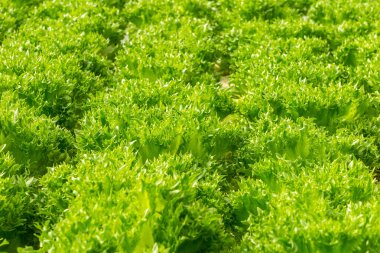Yeşil hydroponic organik marul salata sebze