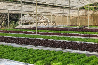 Serada büyüyen hydroponic ve organik marul salata sebze