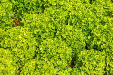 Yeşil marul organik salata sebze tarımı serada