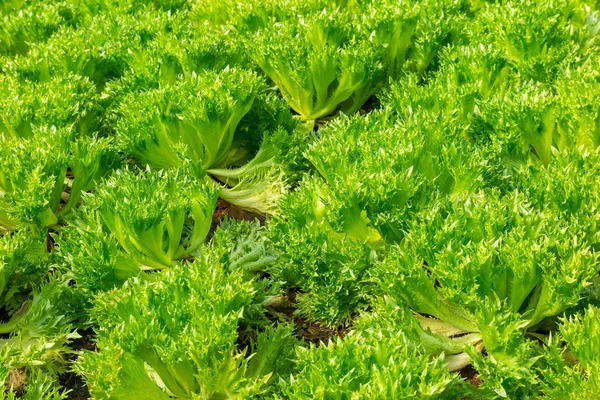 Green Frillice Iceberg Salad vegetables