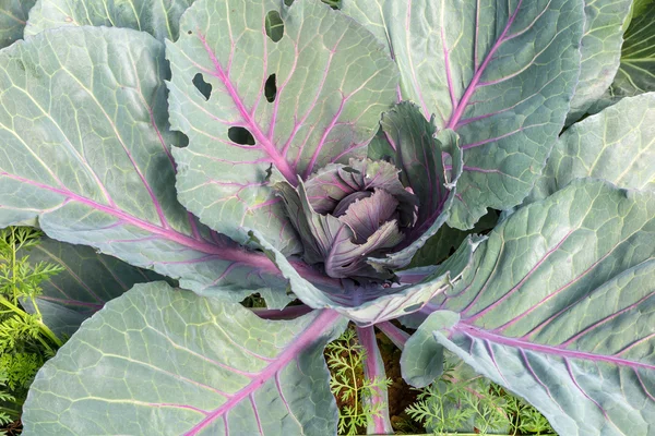Orgánica púrpura y azul col rizada vegetal —  Fotos de Stock
