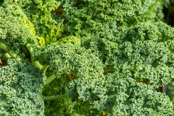 Green organic blue and purple vegetable growing in greenhouse