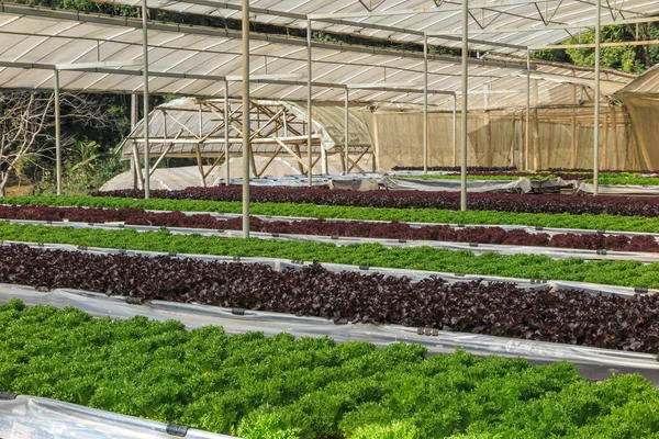 Salada de alface hidropônica e orgânica hortaliça em estufa — Fotografia de Stock
