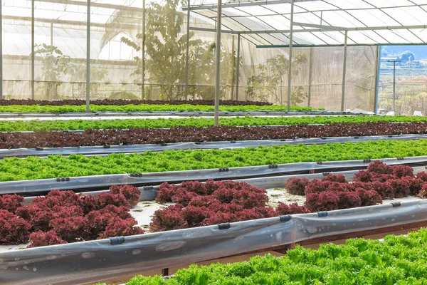 Hydroponic ve organik marul salata sebze yeşil evde