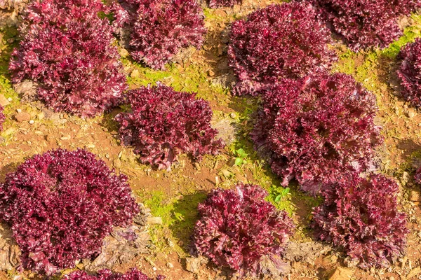 Red Coral salata organik sebze tarımı serada