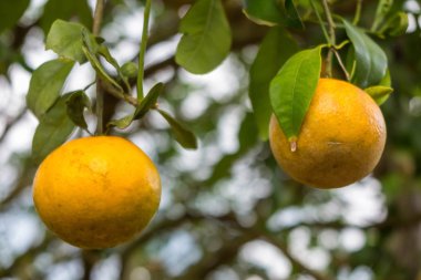 Bahçedeki portakallar bulanık arka planda.