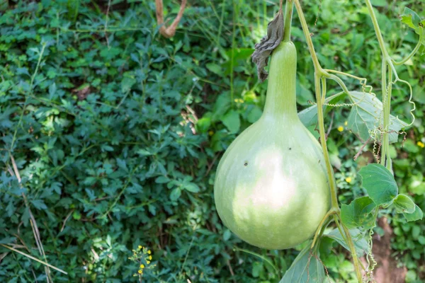 Palackozott Tök Calabash Tök Gyümölcs Fák Kertben — Stock Fotó