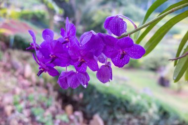 Yeşil yapraklı mor orkide çiçeği.