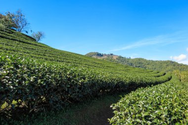 Organik yeşil çay çiftlik manzara