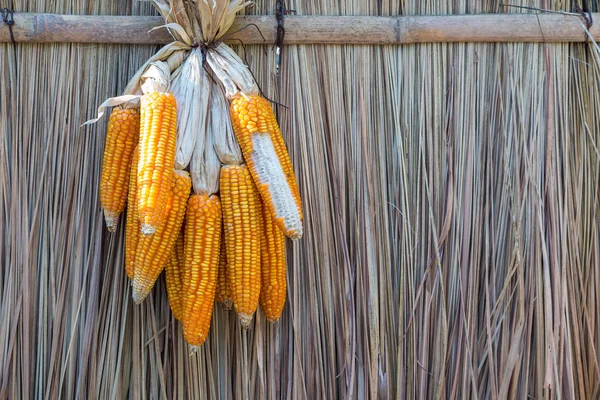 Mısır nypa yaprak arka plan ile kurutulmuş