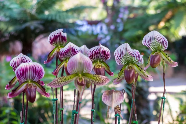 tropikal sürahi bitkiler, maymun bardak bahçede
