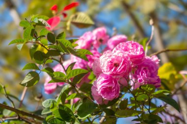 Doi Ang-Khang, Chaing Mai, Tayland bahçesinde İngiliz gülü