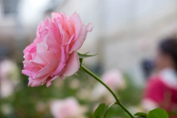 Bulanık arka plan ile pembe gül
