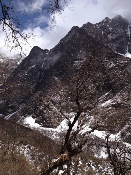 Trekking Para Machapuchare Fish Tail Acampamento Base Onde Uma Montanha — Fotografia de Stock