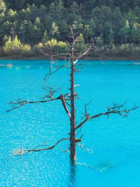 Mavi Ay Vadisi, Yeşim Ejder Karlı Dağı, Lijiang, Yunnan Çin.