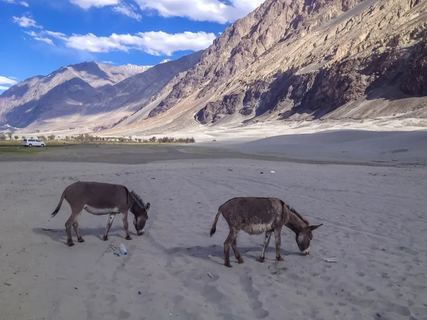Burro Nubra Valley Ladakh Jammu Cachemira India — Foto de Stock