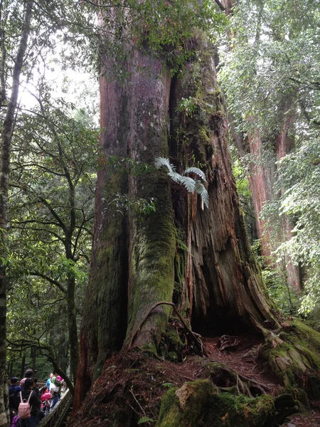 Taiwan Red Cypress, Alishan, Chiayi City, Taiwan primeval forest