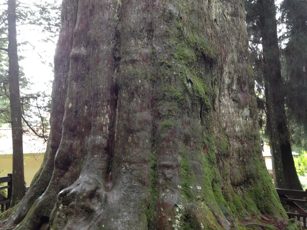 Taiwan Red Cypress Alishan Chiayi City Taiwan Primeval Forest — Stock Photo, Image