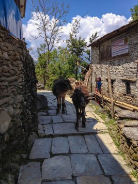 Tatopani, Ghorepani, Nepal - 7 Nisan 2012: Tatopani 'den Ghorepani' ye Nepal Köyü 'nde Bufalo, Poon Tepesi ve Annapurna Yolu