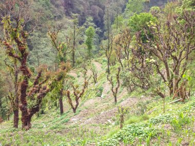 Nepal ormanı ve ormanı, Annapurna bölgesi
