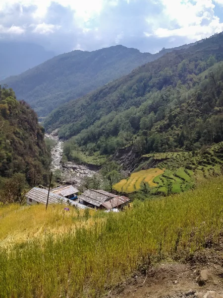 Annapurna Ana Kamp Rotası Tadapani Den Chomrong Manzara Dağ Pirinç — Stok fotoğraf