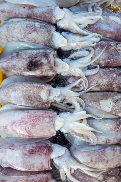 Fresh squid Thailand — Stock Photo, Image