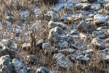 Kök ve rock mangrov orman Bangkok Tayland