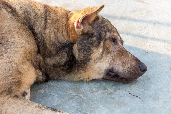 eski kahverengi köpek