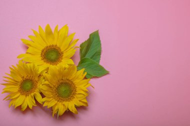 Pembe arka planda, sarı ayçiçeği çiçekleri, metin için bir yer var.