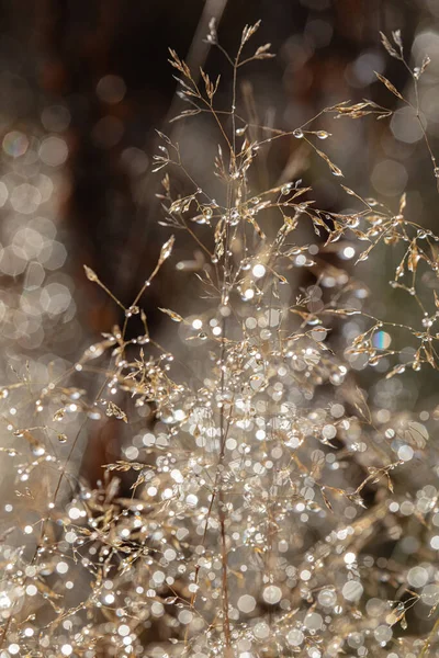 Herbe sèche couverte de rosée au lever du soleil. Eblouissement solaire. Objet sélectionné — Photo