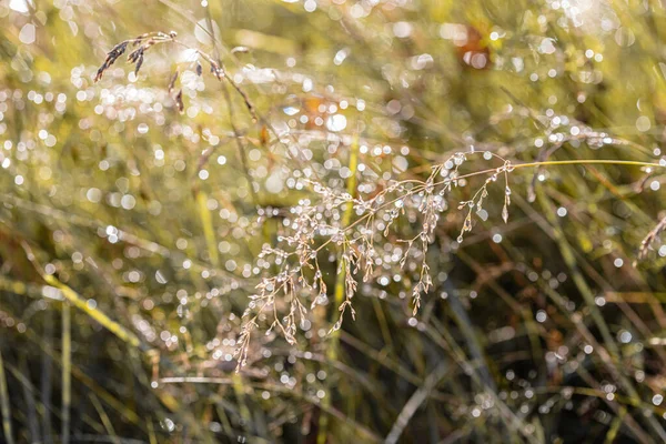 Gün doğumunda çiğ tanesiyle kaplanmış kuru çimenler. Güneş parlaması. Seçili odak — Stok fotoğraf